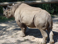 rhinoceros